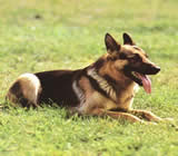 Adestramento de cães em Maceió