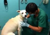 castramóvel