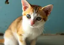 abrigo de animais