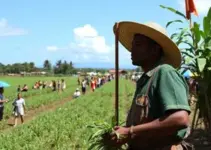 Feira da Reforma Agrária